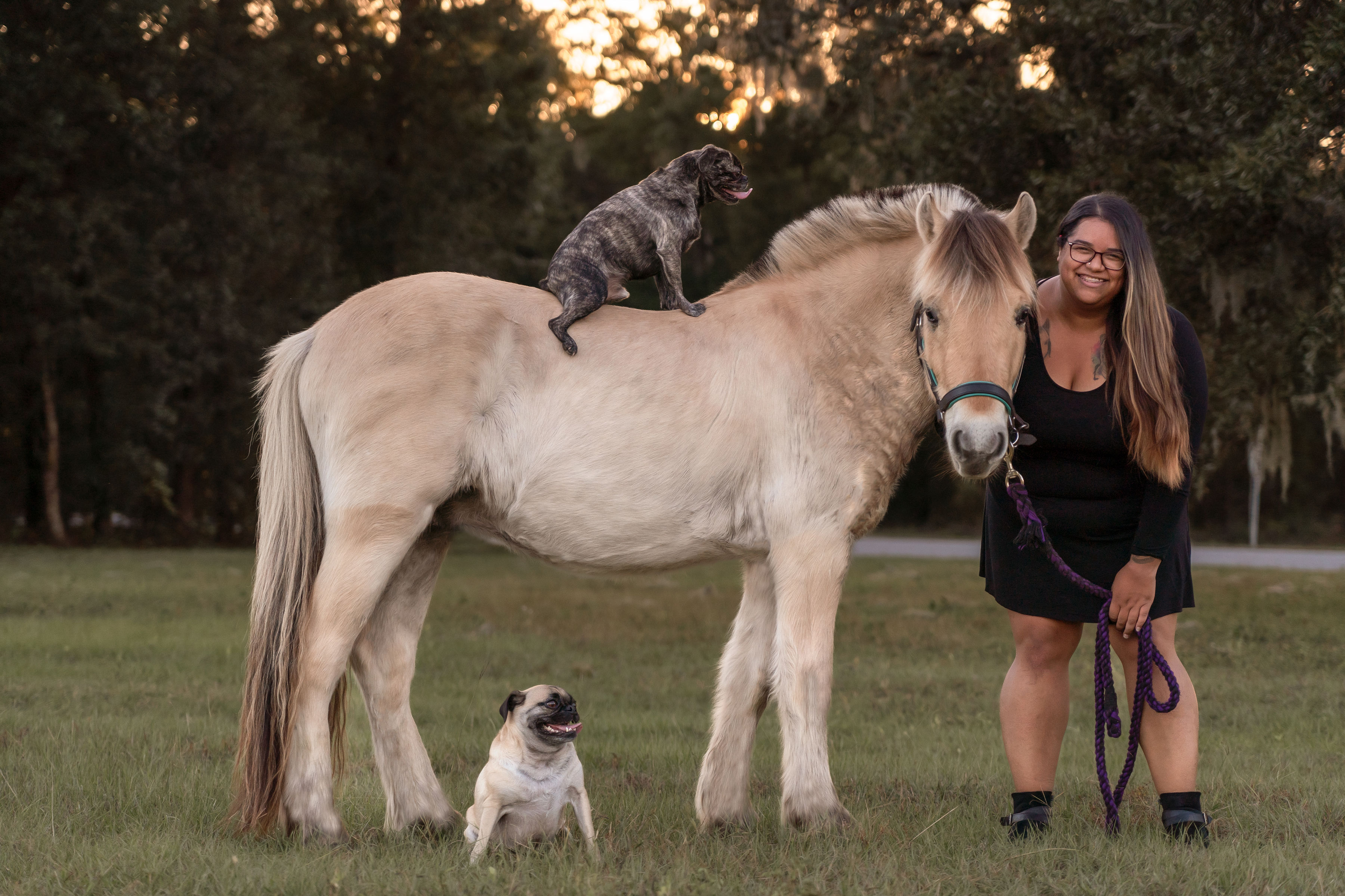 an image of me, my horse, and dogs